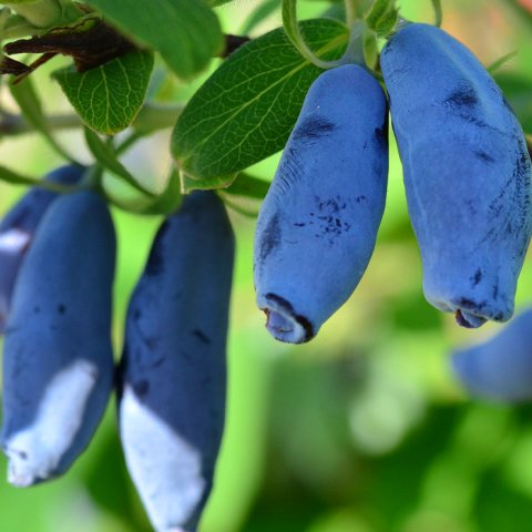 Плодовый кустарник Жимолость